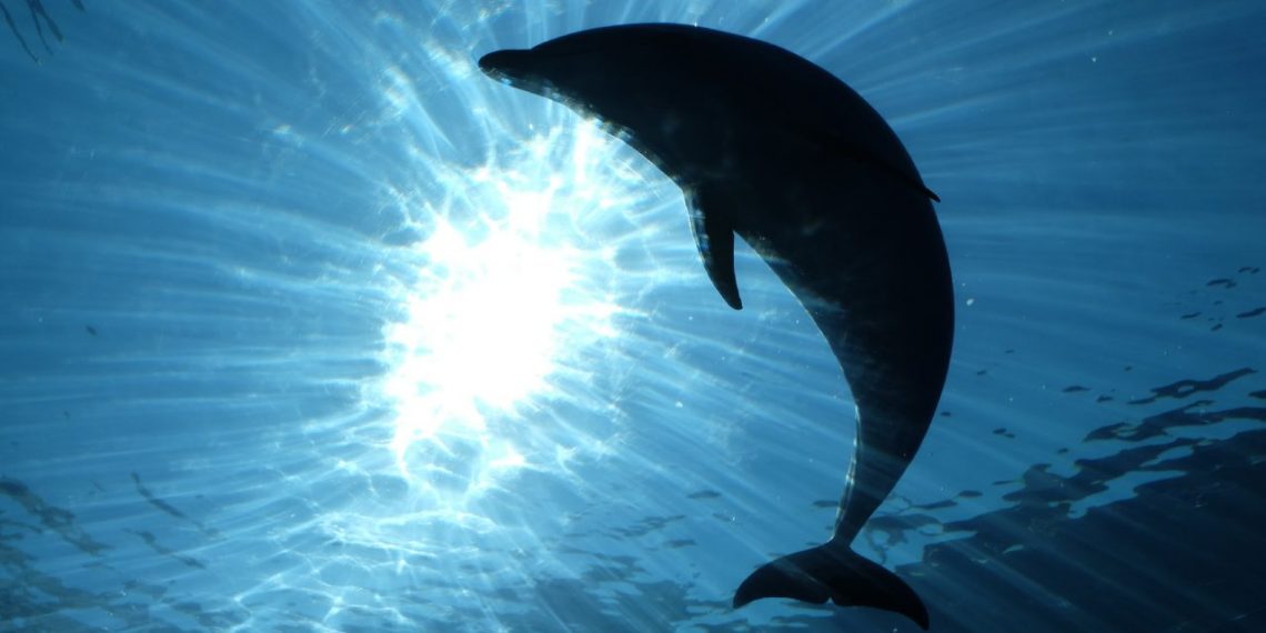 EL ALCANCE TERAPÉUTICO DE LOS ANIMALES