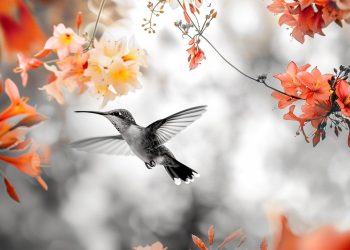 EL COLIBRÍ, ALIADO DEL ALMA